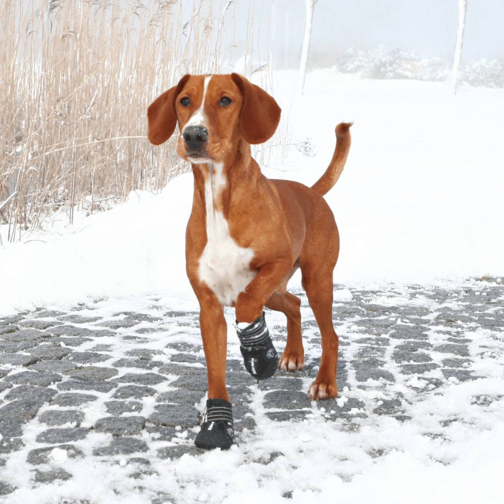 Trixie - Walker Active - Protezioni Zampe - XL
