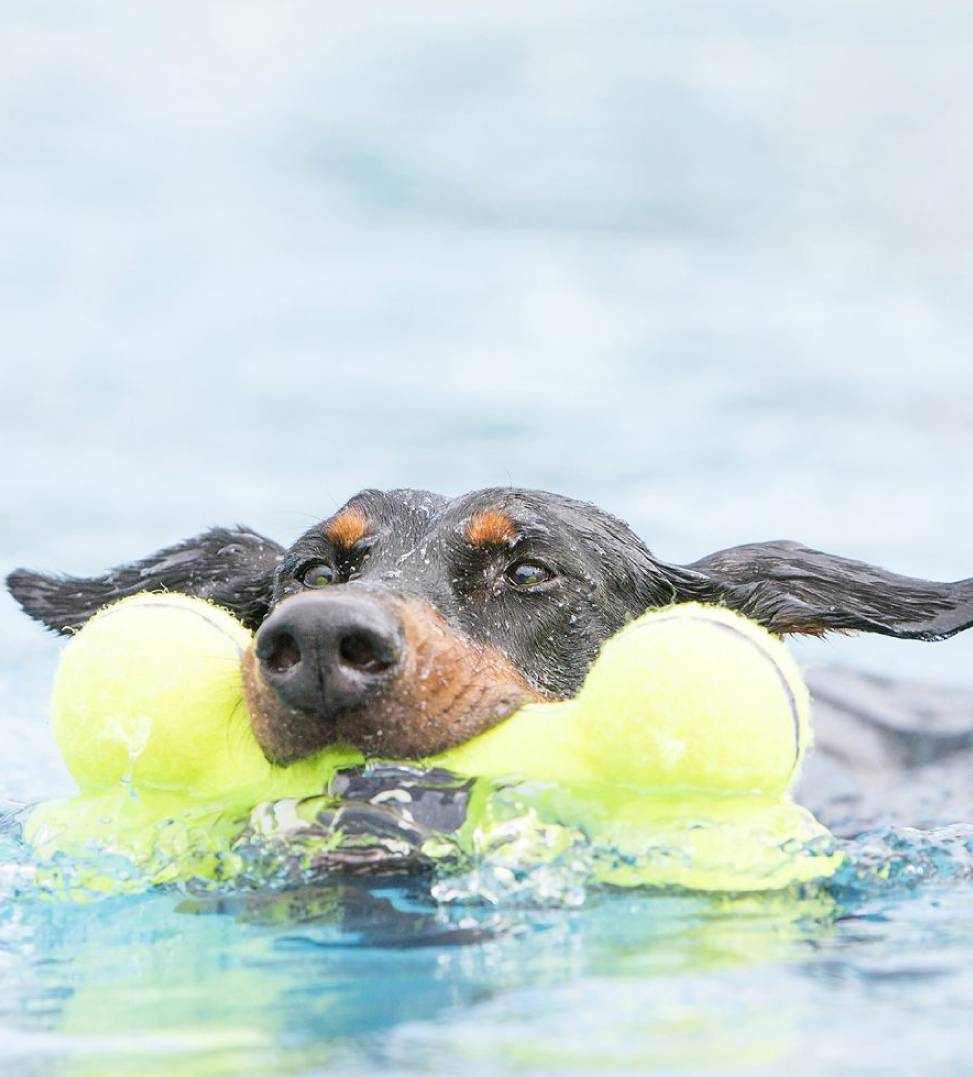 Kong - AirDog Squeaker Bone - M