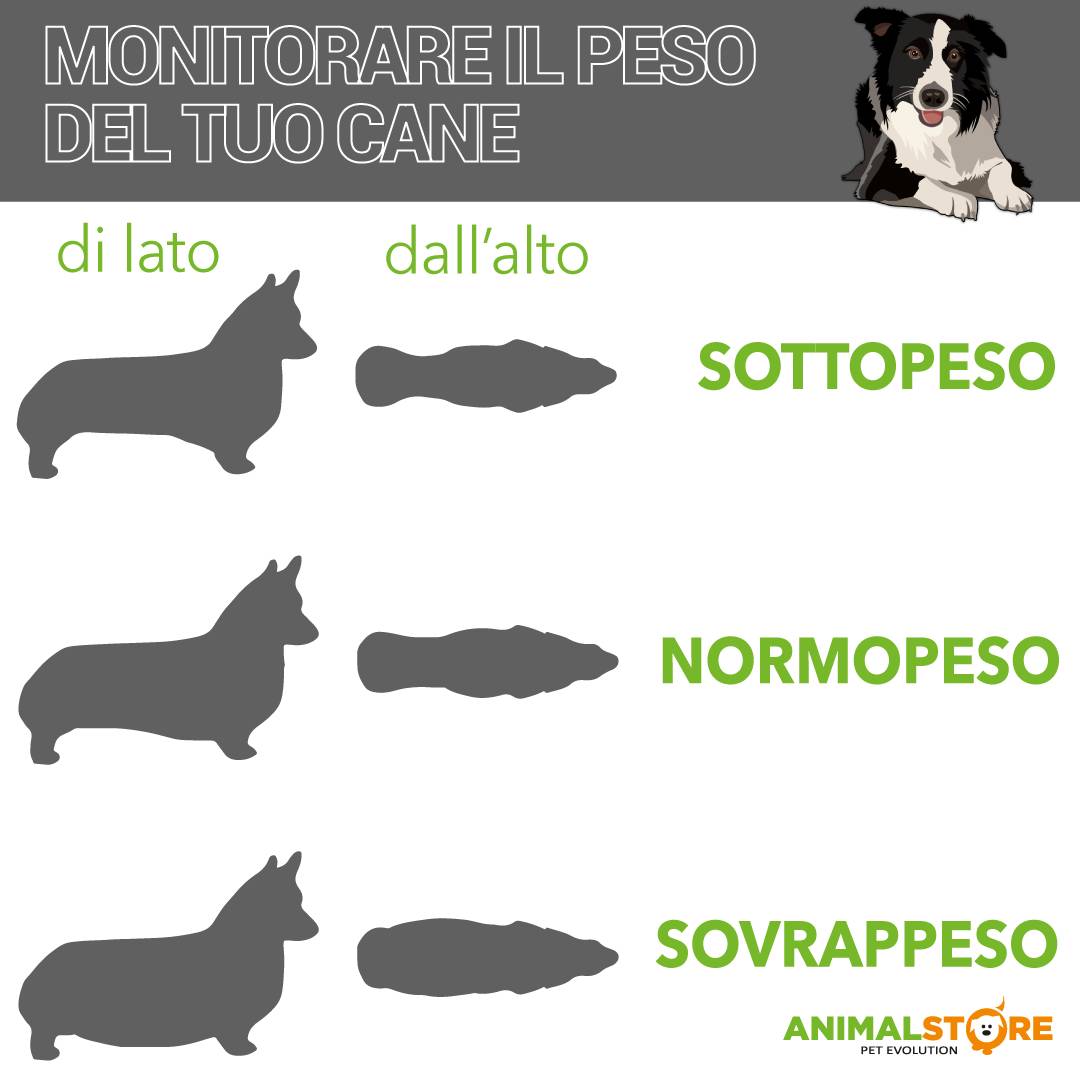 Trainer Natural - Medium&Maxi - Light - Tacchino - 12 kg